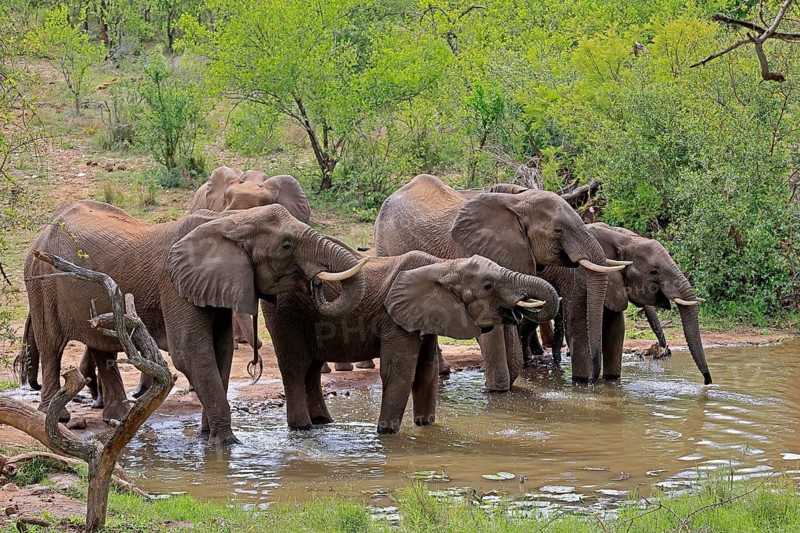 African elephant (Loxodonta africana), adult, juvenile, group, herd, at the water, drinking, Kruger National Park, Kruger National Park, South Africa