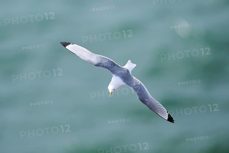 Common gull or sea mew (Larus canus) flying over the sea, wildlife, Helgoland, Germany