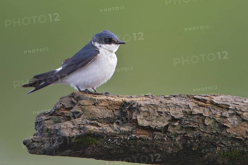 Mangrove Swallow (Tachycineta albilinea) perched on a branch in Costa Rica, Central America