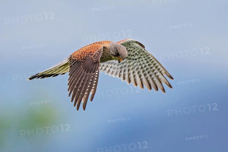Common Kestrel (Falco tinnunculus) male flying, Baden-Wuerttemberg, Germany