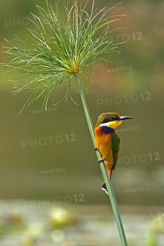Blue-breasted Bee-eater (Merops variegatus), Mabamba Swamp, Uganda