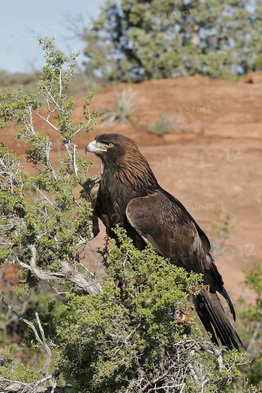 Golden Eagle (Aquila chrysaetos), Utah, USA