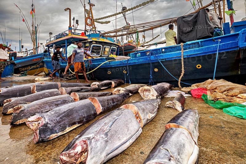 Big fish lie on the ground next to fishing boats at the harbor under a cloudy sky, The fishermen at Matara fishing port in Sri Lanka