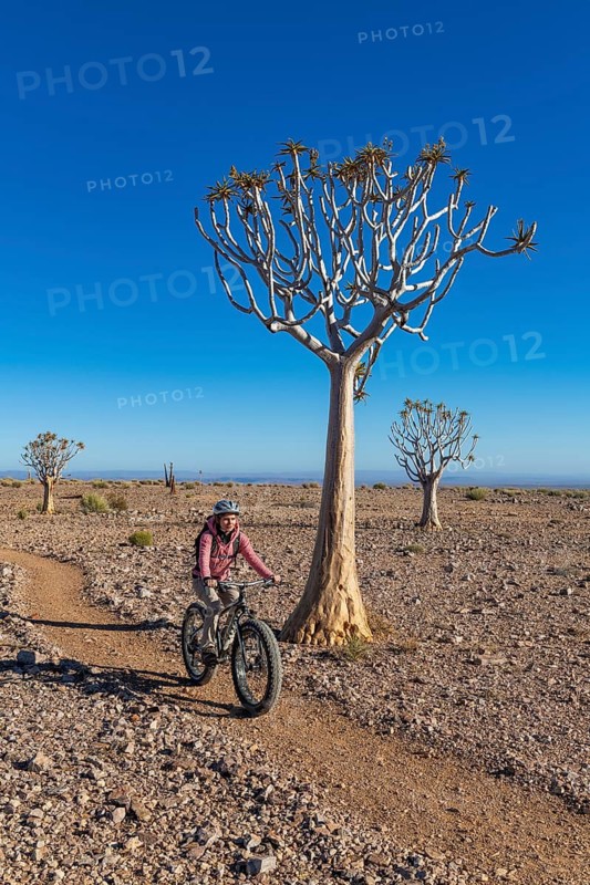 Woman riding a mountain bike, fatbike, between quiver trees (Aloe dichotoma) in the rocky desert at Fish River Canyon, Fish River Gorge, Namibia