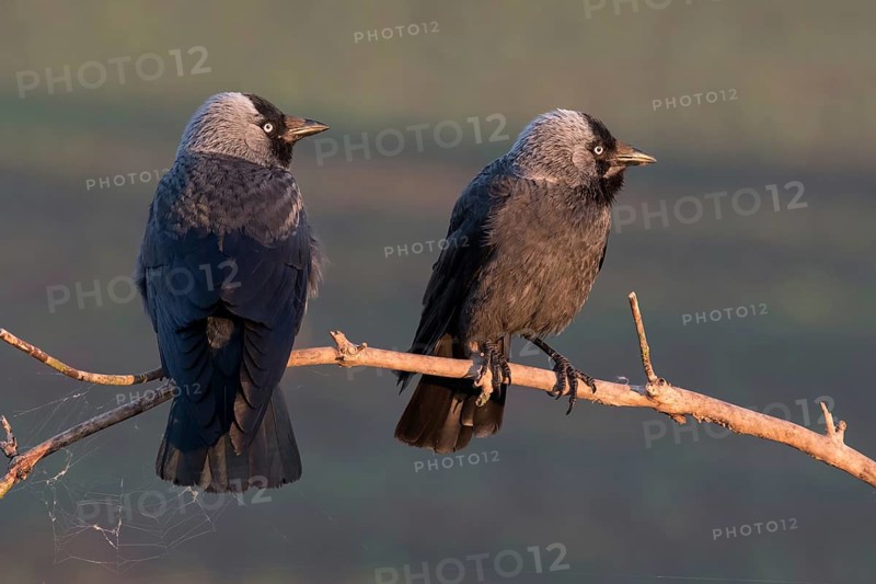 Western Jackdaw (Coloeus monedula) perched on a branch, Puszta, Hungary