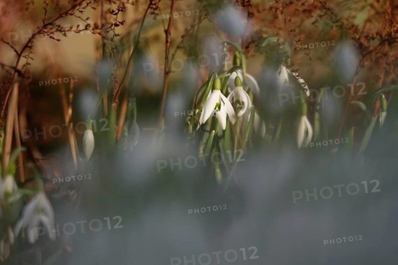 Snowdrops, winter, Germany