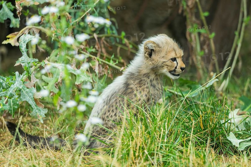 Cheetah (Acinonyx jubatus) youngster sitting on the ground, captive, occurrence Africa