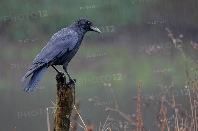 Rabenkrähe lat. Corvus corone, Altvogel auf einem Weidepfahl bei Regenwetter