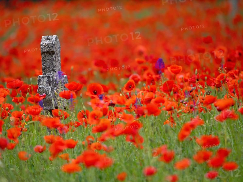 Poppy, poppy, cemetery, gravestone, cross, flowers, poppies, Tiszaalp-r, Kiskuns-gi National Park, B-cs-Kiskun, Hungary