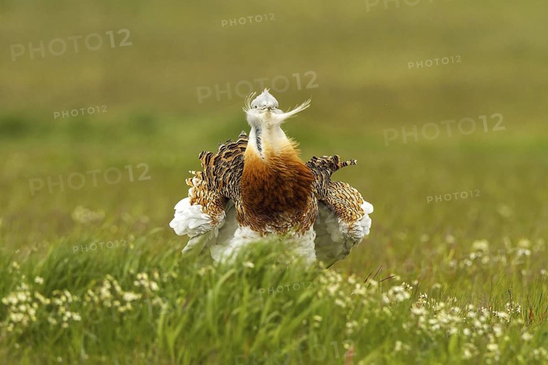 Great Bustard (Otis tarda) male, Castile-La Mancha, Spain