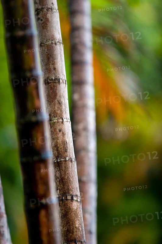 Palm, palm trunk, tree trunk, plant, flora, decoration, detail, trunk, vegetation, tropical forest, tropics, tropical, Australia