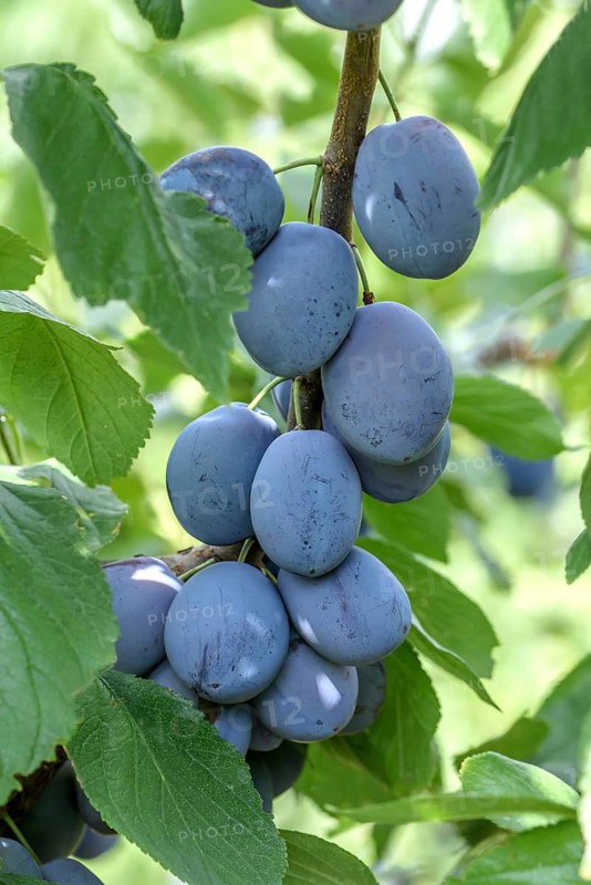 Plum (Prunus domestica 'Hanita'), Federal Republic of Germany