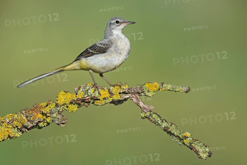 Grey Wagtail (Motacilla cinerea) perched on a lichen covered branch, Aosta Valley, Italy