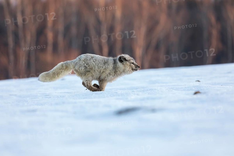 One arctic fox (Vulpes lagopus), (white fox, polar fox, or snow fox) running over a snow covered meadow in the first morning light at 17 degree Celsius below zero