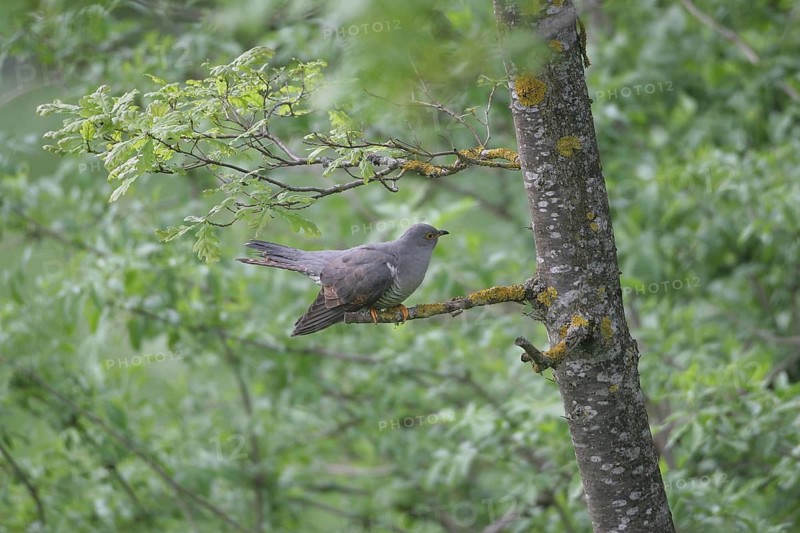 Cuckoo (Cuculus canorus) searching the oak trunk (Quercus) for caterpillars, Allgäu, Bavaria, Germany