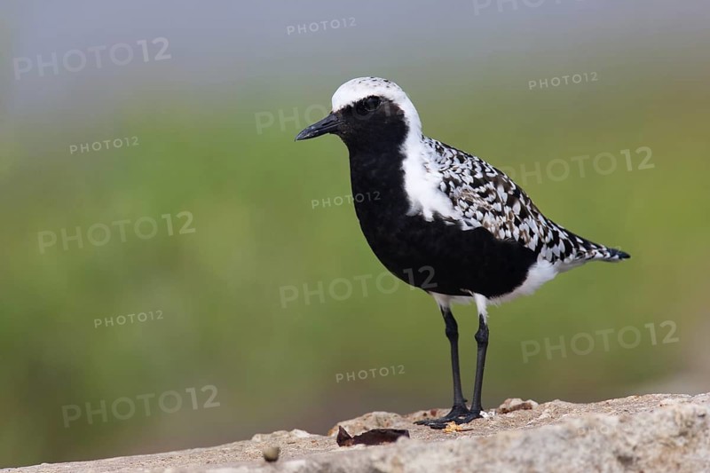 Grey Plover (Pluvialis squatarola), Texas, USA