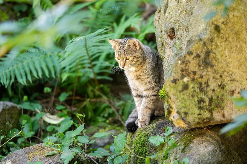 European wildcat (Felis silvestris silvestris) on rock, Hesse, Germany