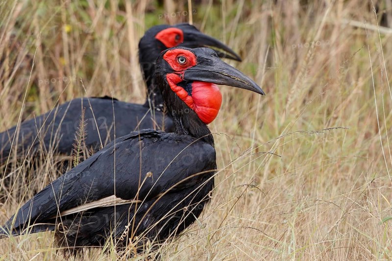 Southern Ground Hornbill, Bucorvus leadbeateri, Botswana, Chobe NP