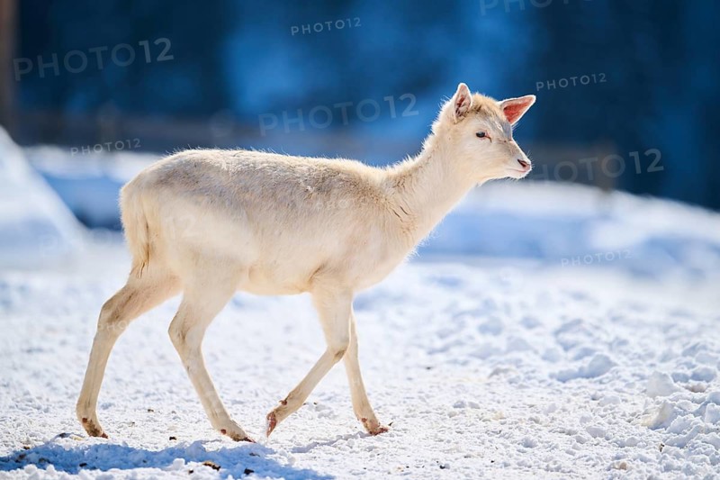 European fallow deer (Dama dama) doe fawn on a snowy meadow in the mountains in tirol, Kitzbühel, Wildpark Aurach, Austria