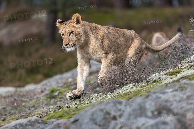 One female young lion (Panthera leo) running at a forest edge. Green vegetation in the background