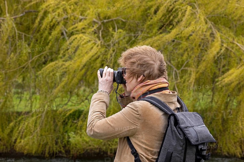 Woman photographing weeping willow (Salix babylonica) in the wind, Stratford-upon-Avon, England, Great Britain
