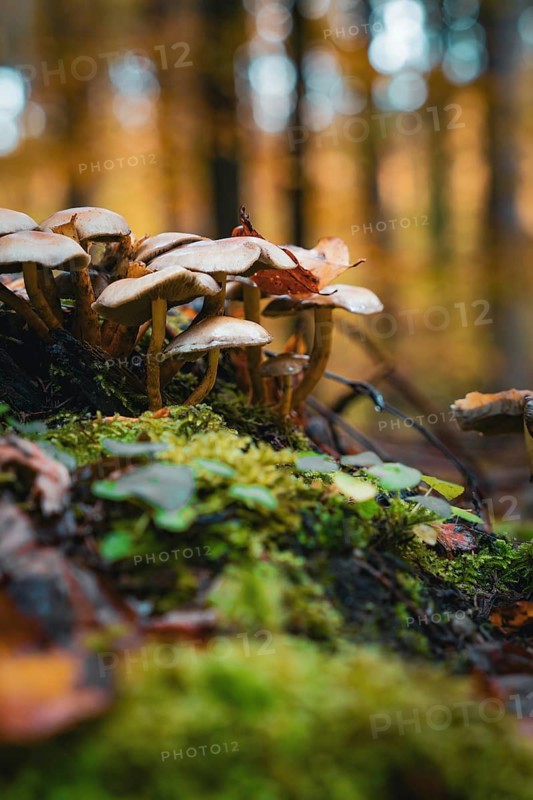 Mushrooms on a mossy ground in an autumnal forest, Calw, Black Forest, Germany