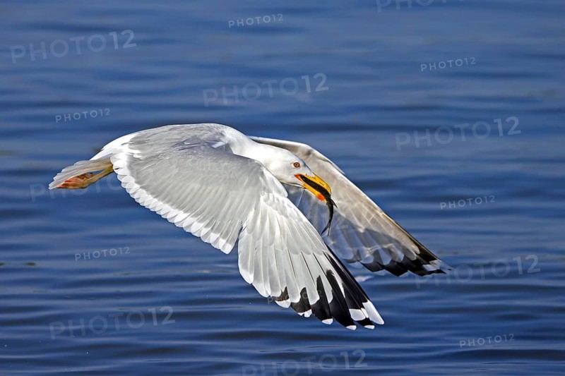 Yellow-legged gull (Larus michahellis) taking off with caught fish prey in beak in spring