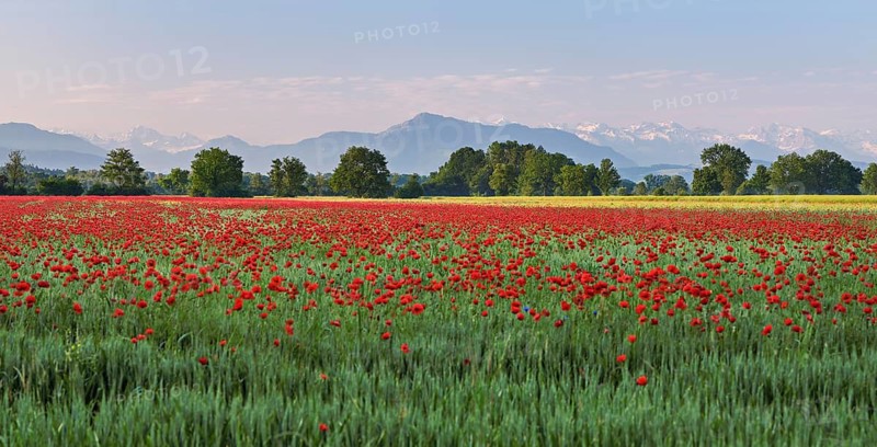 Field of corn poppies, in the background the Rigi, Merenschwand, Freiamt, Canton Aargau, Switzerland
