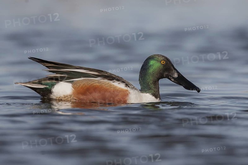 Northern Shoveler (Spatula clypeata) male, California, USA