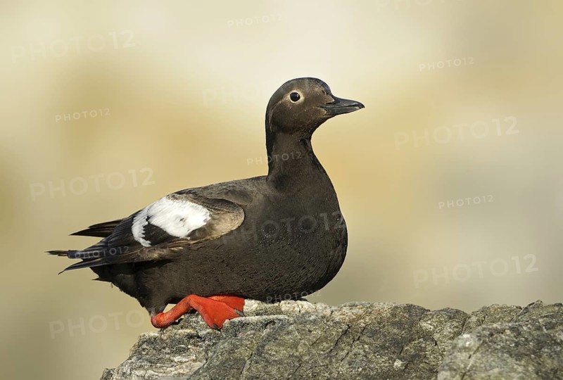 Pigeon Guillemot (Cepphus columba), British Columbia, Canada