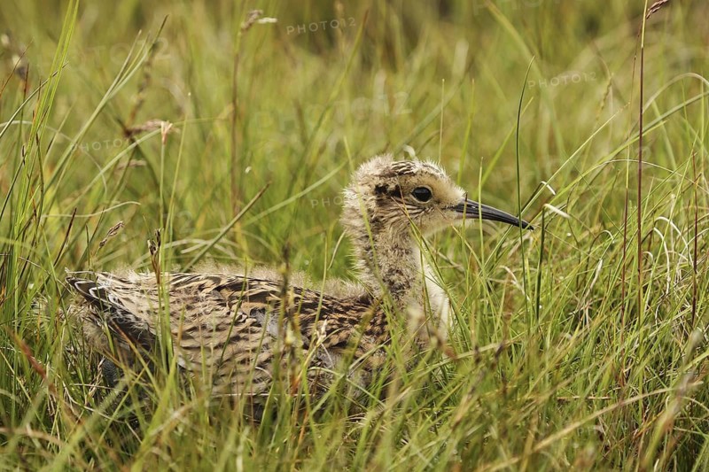 Eurasian Curlew (Numenius arquata) juvenile, Yorkshire Dales, United Kingdom