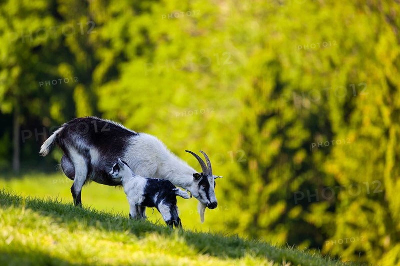 A female peacock goat (Capra aegagrus f. hircus) with her young is standing on a fresh green meadow with a forest in the background