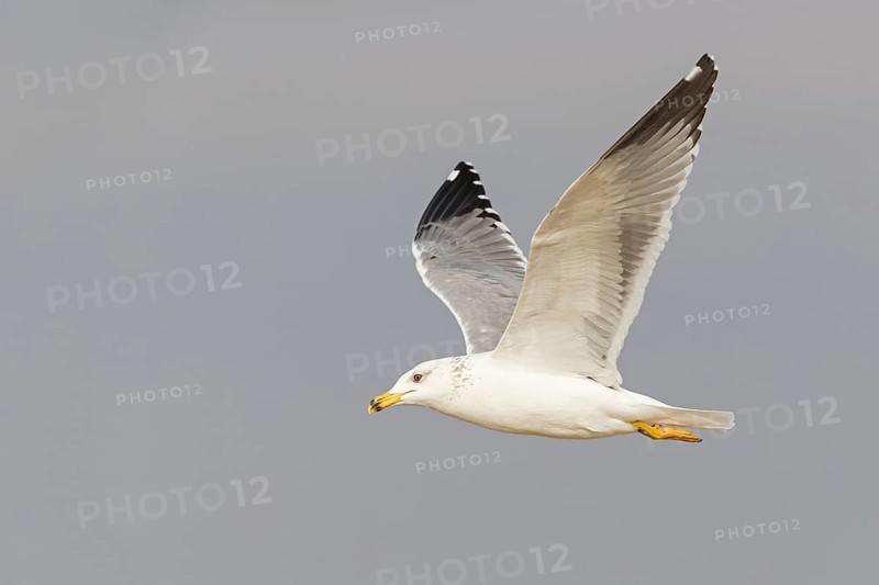 Armenienmöwe, Armeniermöwe, Larus armenicus, Larus cachinnans armenicus, Armenian Gull