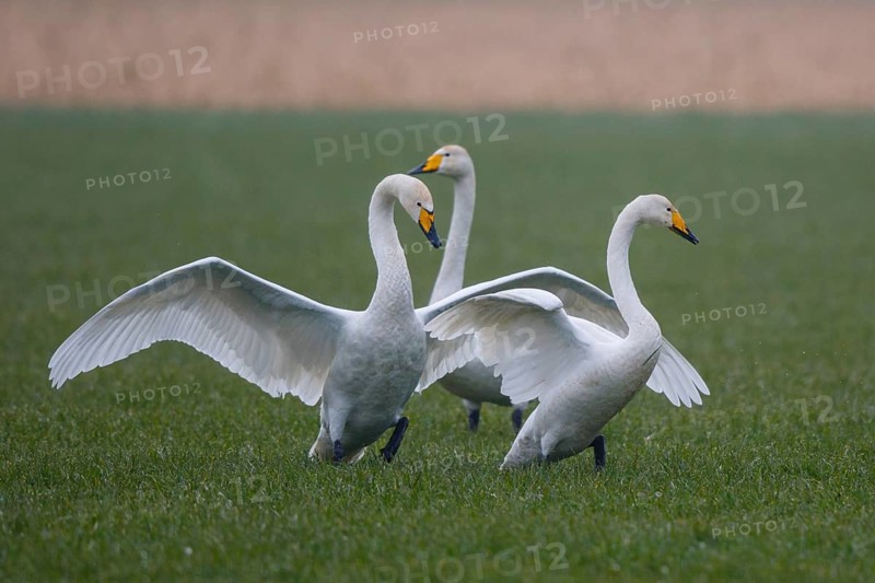 Whooper Swan (Cygnus cygnus) group flying, North Rhine-Westphalia, Germany