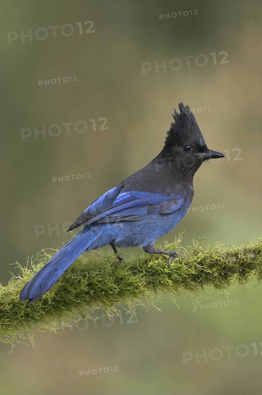 Steller's Jay (Cyanocitta stelleri), British Columbia, Canada