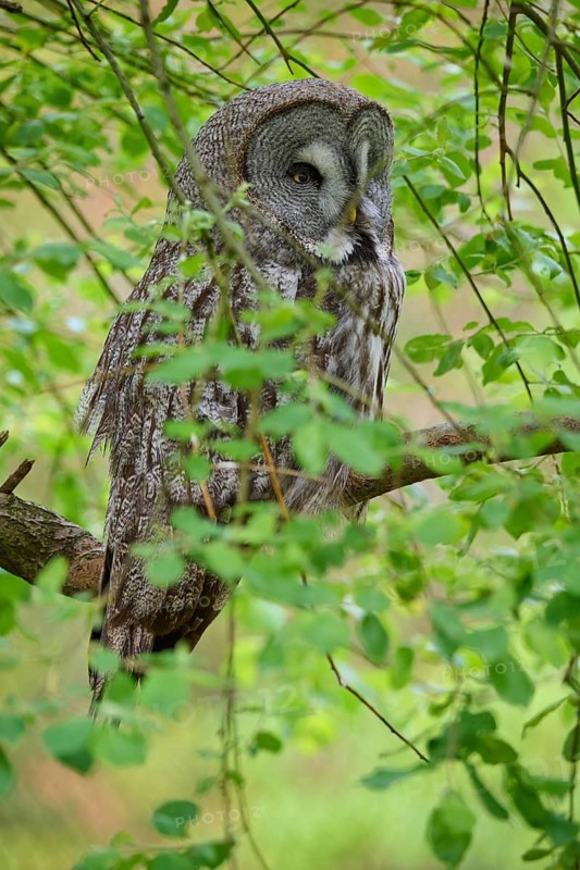 Barred owl (Strix nebulosa), sitting on a branch, surrounded by green foliage and natural background, observing its surroundings, summer