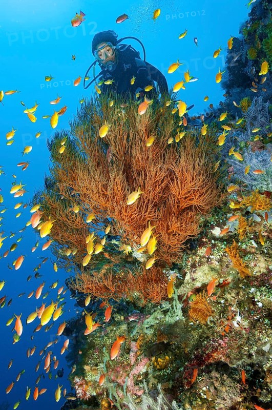 Underwater photo of diver looking at Black coral (Antipathes dichotoma) in the foreground school of jewelled bannerfish (Pseudanthias squamipinnis), Pacific Ocean, Tulamben, Bali, Indonesia