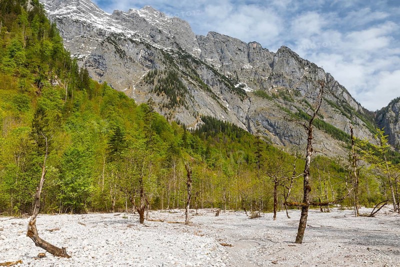 Dead beeches (Fagus) in the ice ditch at Königssee, beech family (Fagaceae), Königssee, Berchtesgadener Land, Bavaria, Germany