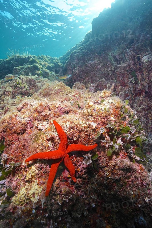 Mediterranean red sea star (Echinaster sepositus) in the Mediterranean Sea near Hyères. Dive site Giens Peninsula, Côte dAzur, France