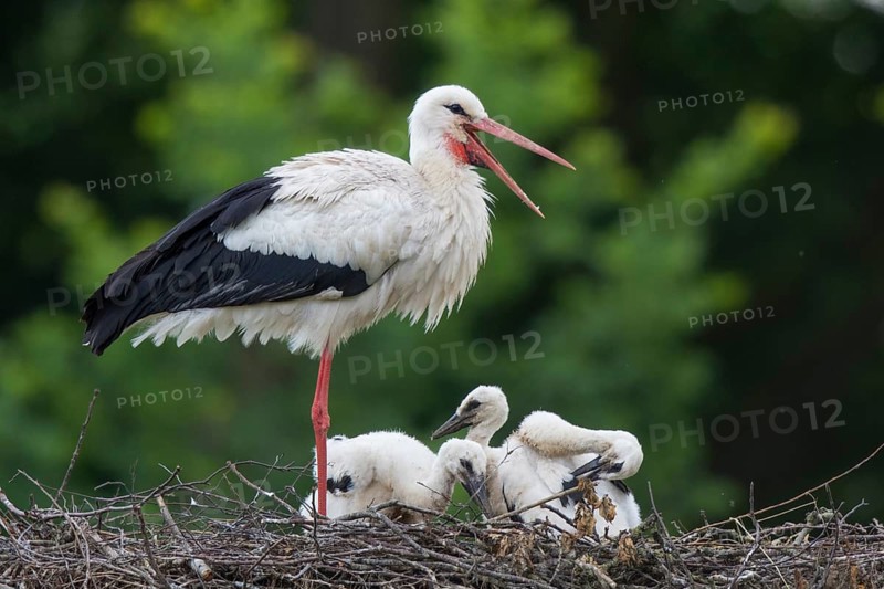 White Stork (Ciconia ciconia) with juveniles in nest, North Rhine-Westphalia, Germany