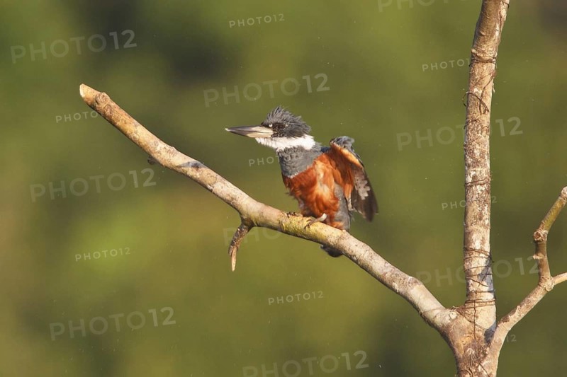Ringed Kingfisher (Megaceryle torquata), Ecuador