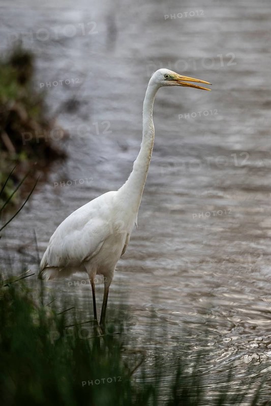 Great White Egret (Ardea alba), Emsland, Lower Saxony, Germany