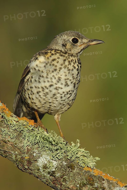 Mistle Thrush (Turdus viscivorus) juvenile, Andalusia, Spain