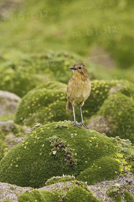 Tawny Antpitta (Grallaria quitensis), Ecuador