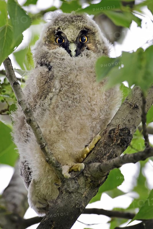 Long-eared Owl (Asio otus), Burgenland, Austria