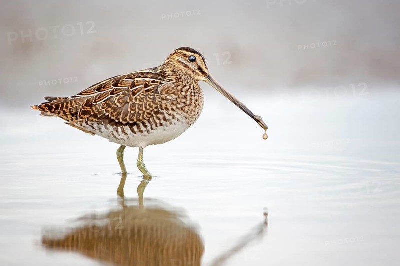 Common Snipe (Gallinago gallinago) foraging, Lake Neusiedl, Austria