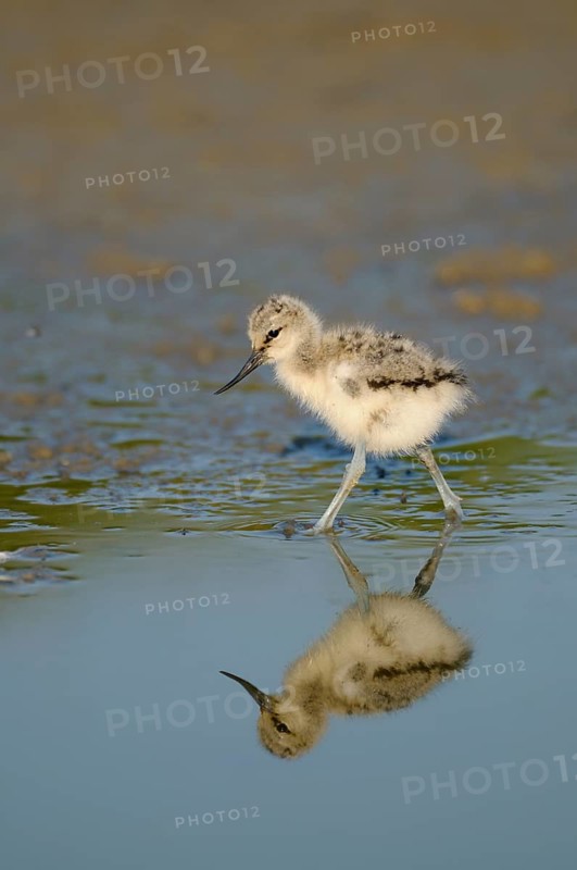 Saebelschnaebler (Recurvirostra avosetta), Avocet, Jungvogel bei der Nahrungssuche, mit Spiegelung, Juni, Insel Texel, Nordsee, Nordholland, Niederlande