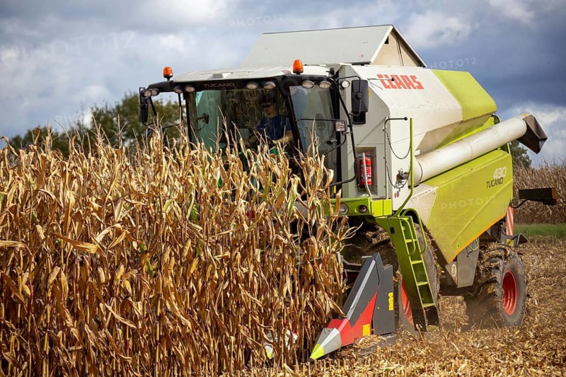 Maize harvest in the Vorderpfalz
