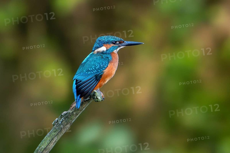 Common kingfisher (Alcedo atthis) juvenile, perched on branch over water of pond in summer