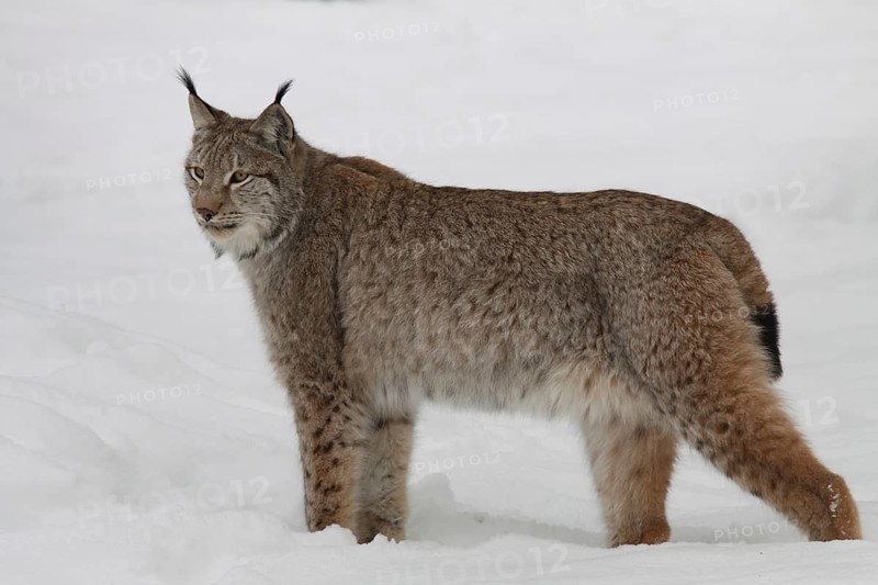 Eurasian lynx (Lynx lynx) in the snow, winter, captive